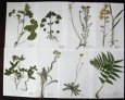 Predám herbár 2025, byliny, letné aj zimné púčiky drevín - 1