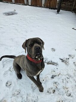 Cane Corso
