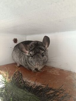 Činčila s klietkou