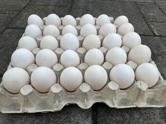 Predám domáce vajíčka