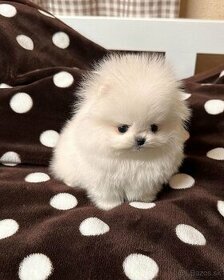 Krásne čistokrvné mini pomeranianské šteniatko