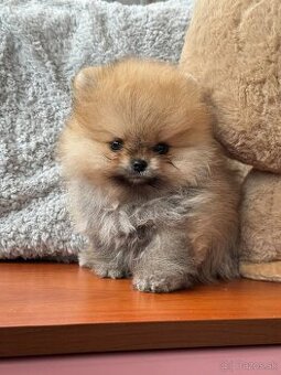 Pomeranian mini