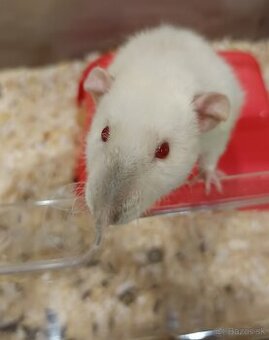 Potkaník dumbo velveteen