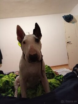 Bulterier