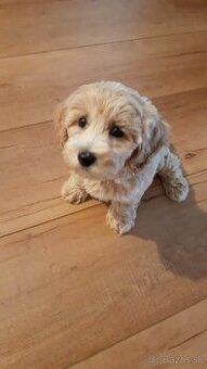 Predám fenka Maltipoo