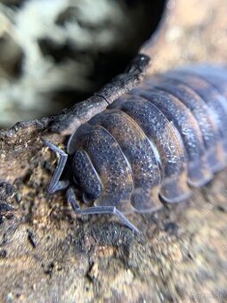 Isopody
