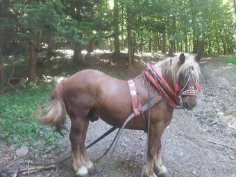 Ťažny valach