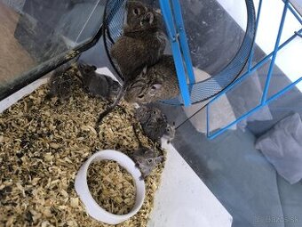 Osmak Degu