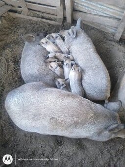 Prasa Prasatá Mangalica Diviak