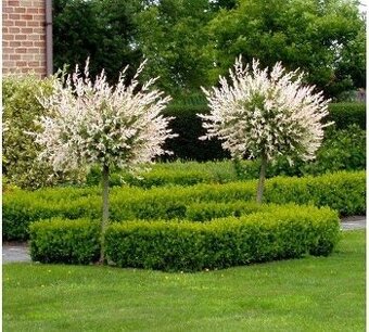 Predám vŕbu Hakuro Nishiky