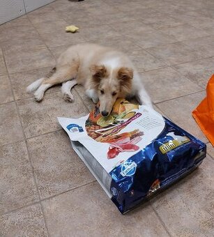 Kólia dlhosrstá s PP