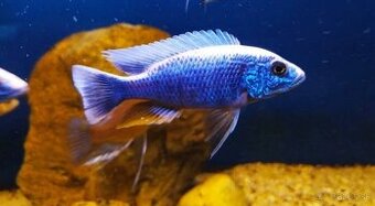 Predám Sciaenochromis fryeri a Lab. Yellow