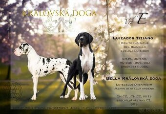 Nemecka doga štěně