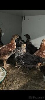 Nosnice, mládky, kuriatka