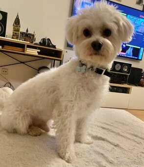 Maltezak hlada lasku (na krytie)