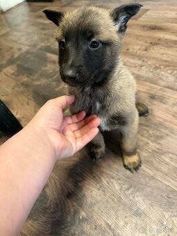 Belgický ovčiak bez PP