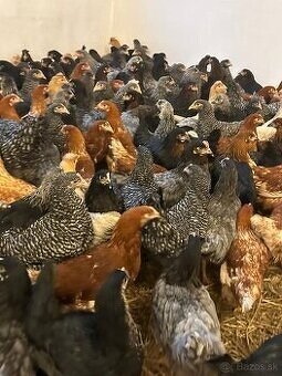 Mládky pred znáškou a nosnice v znáške