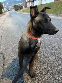 Belgický ovčiak Malinois