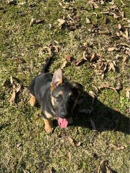 Nemecky ovčiak kríženec