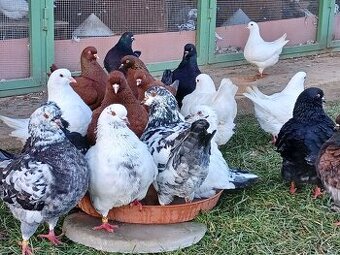 HOLUB KING A ANDULKA VYSTAVNA A HELIKOPTERA