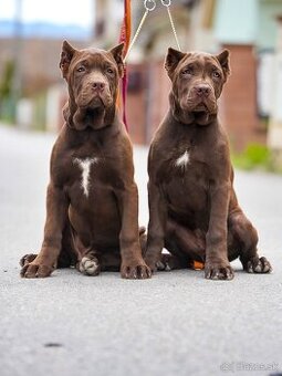 Bandog