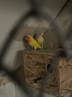 Agapornis