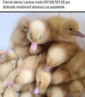 Ponúkame kačice brojlerove 5 dňové za 2,5€
