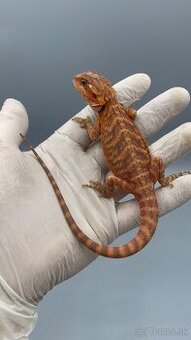 Agama bradata / pogona vitticeps