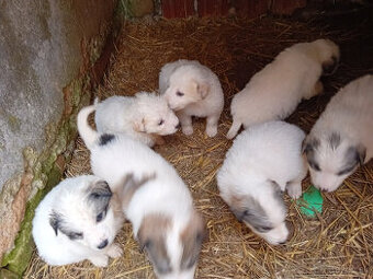 Šteniatka - plemeno pyrenejský horský pes