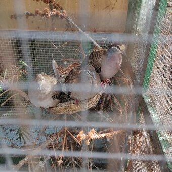 Holuby bronzovokrídlý