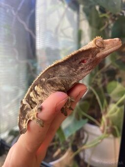 chovná skupina pagekonov riasnatých