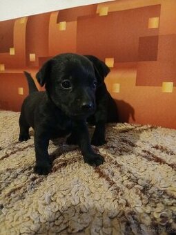 Darujem šteniatka za symbolických 20€