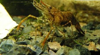 Predám krevety cokoladove