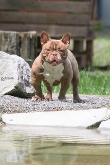 American bully exotic