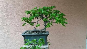bonsai,bonsaj-hrab 2