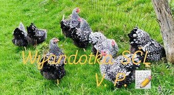 Wyandotka SČL - veľká forma