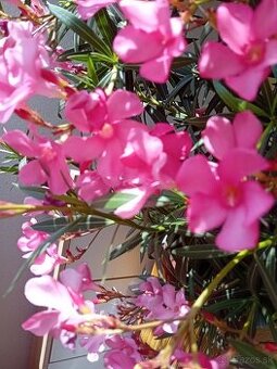 Oleander