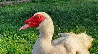 čínsky káčer pižmový