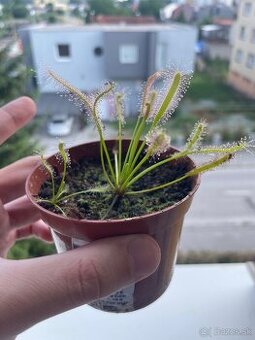 Drosera – mäsožravá rastlina na chytanie mušiek 🪰🌱