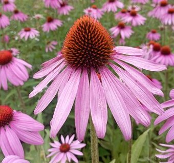 Echinacea purpurová - kvety