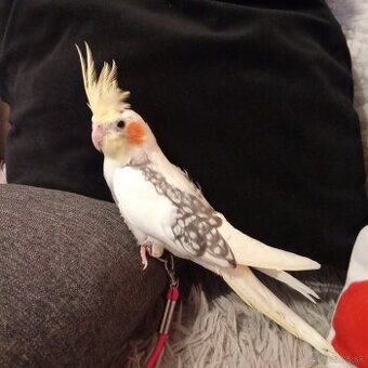 Ručne dokrmene krotke korelky perlove - 1