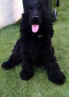 Anglický kokeršpaniel