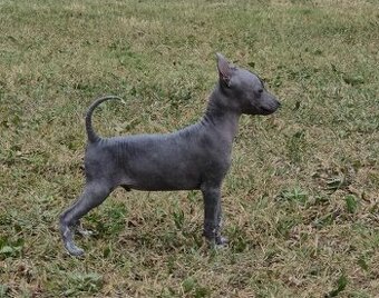 Mexický naháč miniatúrny s rodokmeňom/ s PP