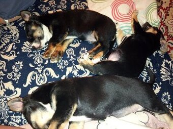 Darujem 3 zlatunke fenky