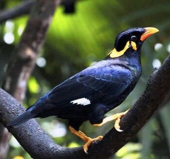 loskutak prodam i vymenit