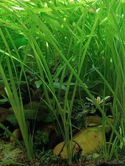 Vallisneria