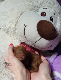 Pudlik pudel Mini toy Red