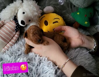 Pudlik pudel  Mini toy Red