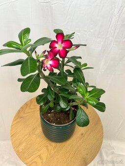 Adenium obesum ‘Anouk’ (púštna ruža, impala lily)