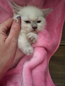 Ragdoll Blue